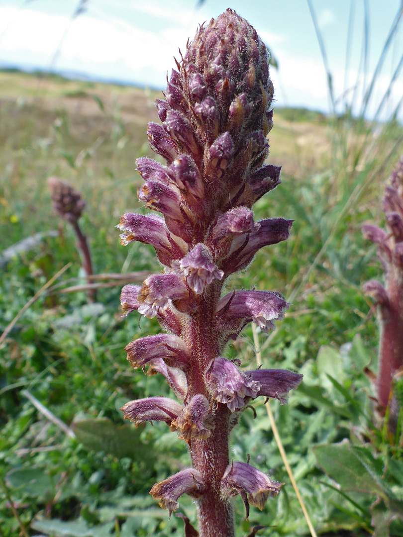 Common broomrape