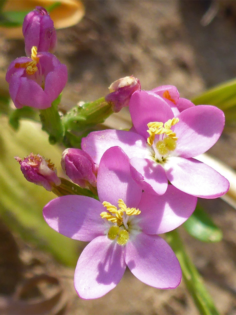 Common centaury