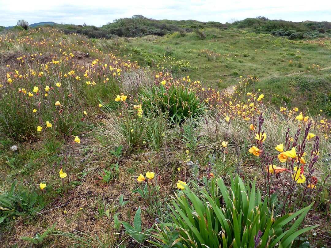 Primroses on a dune