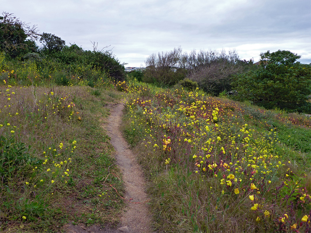 Path in the nature reserve