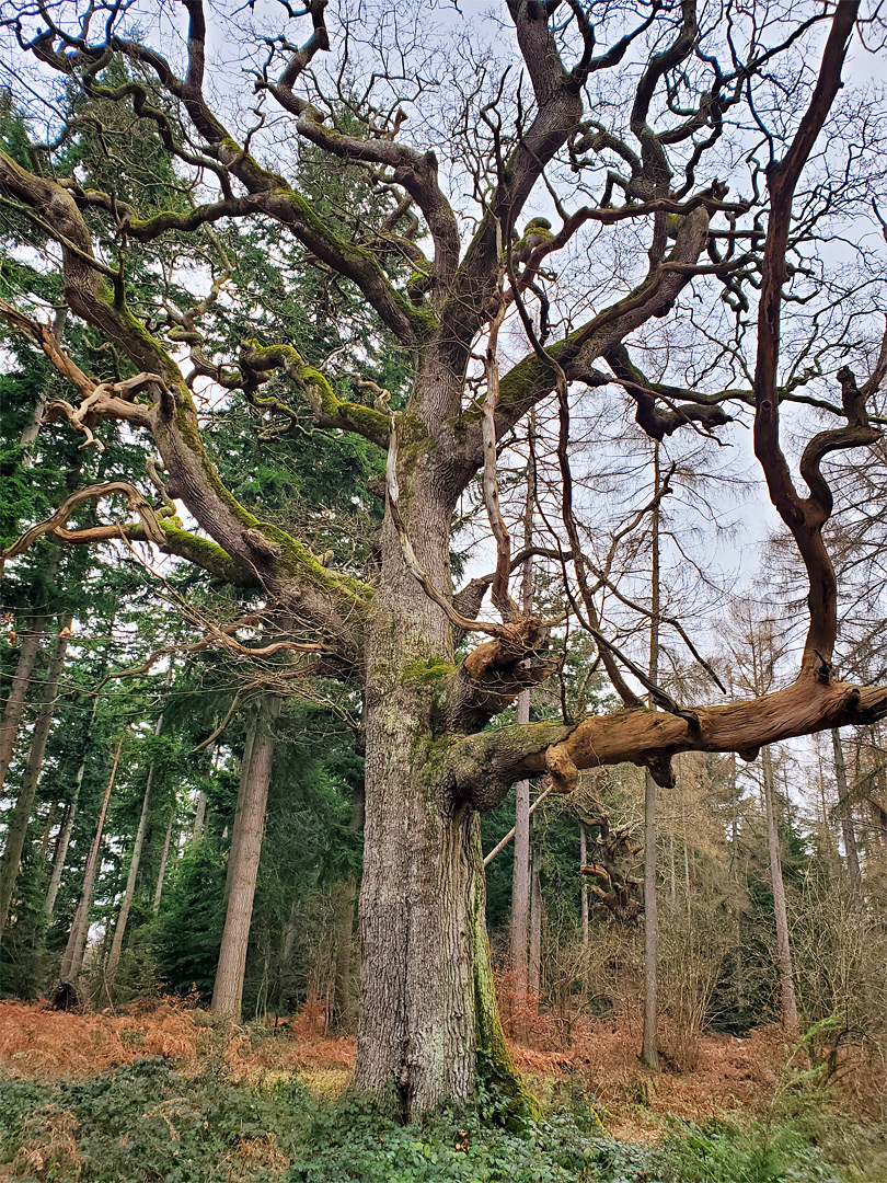 Oak in Birch Copse