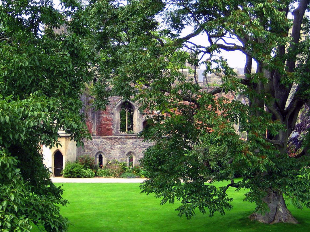 Tree south of the great hall