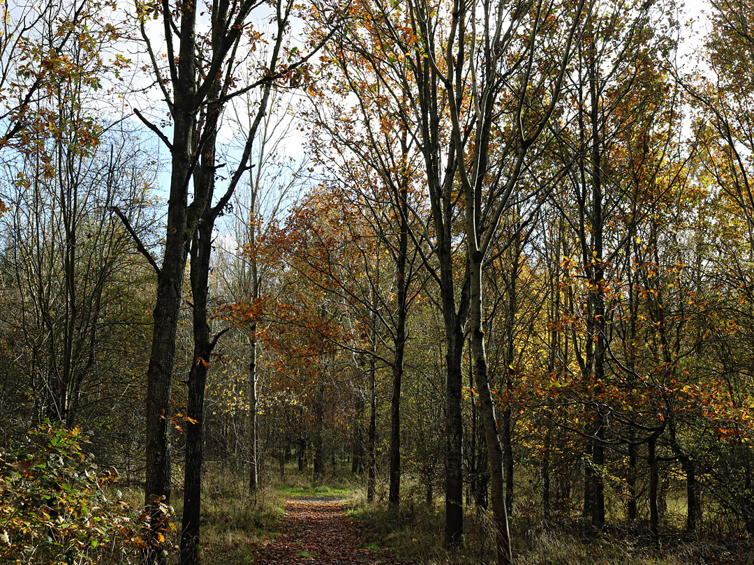 Tree-lined track