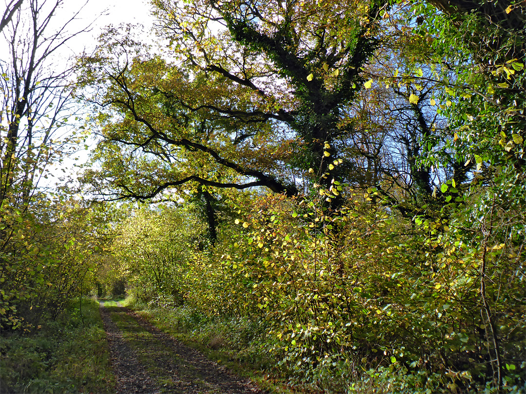 Track in Biss Wood