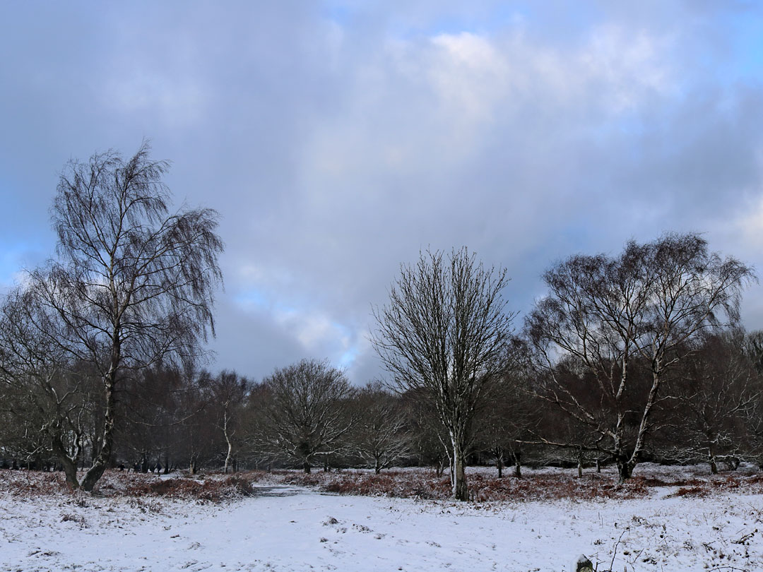 Group of trees