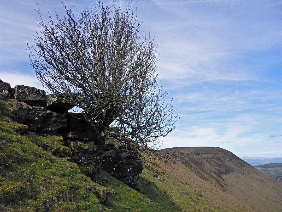 Leafless tree