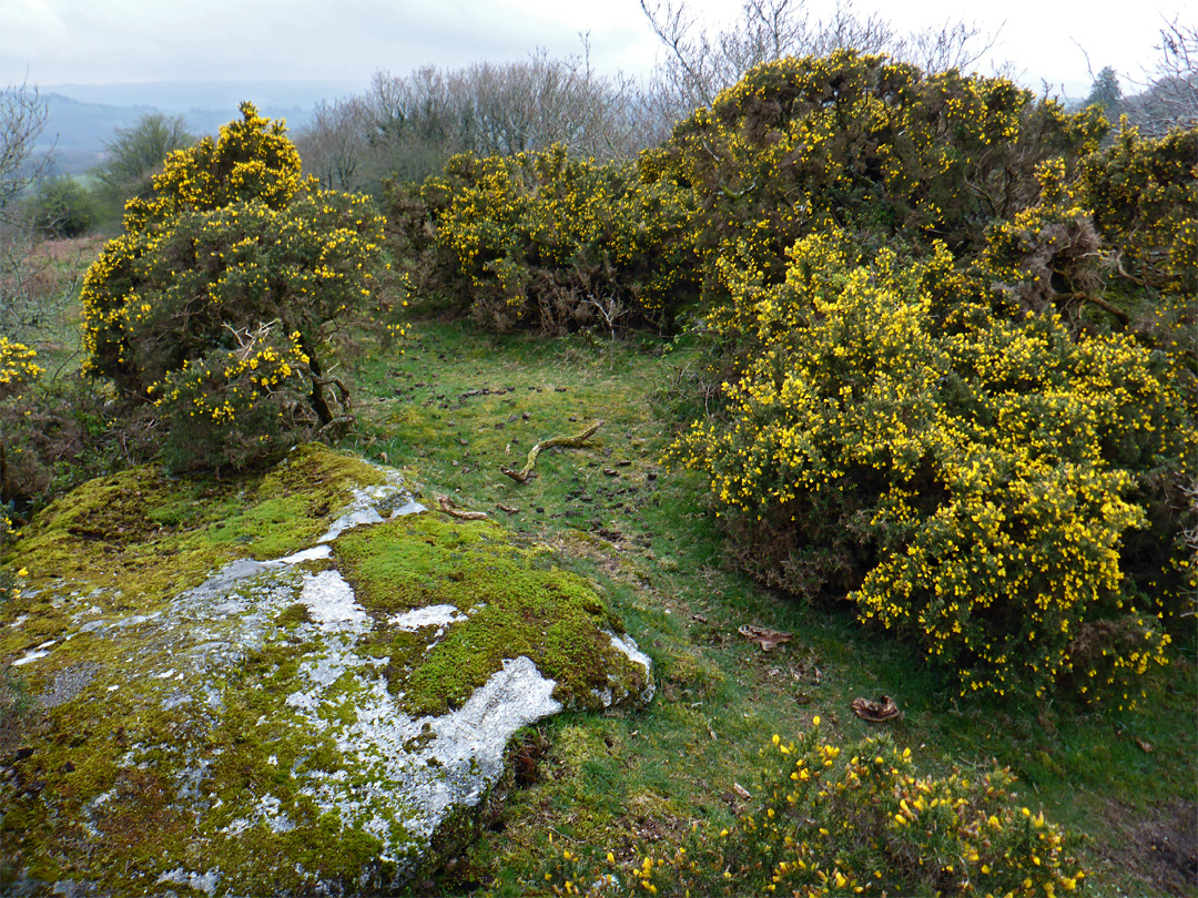 Granite and gorse