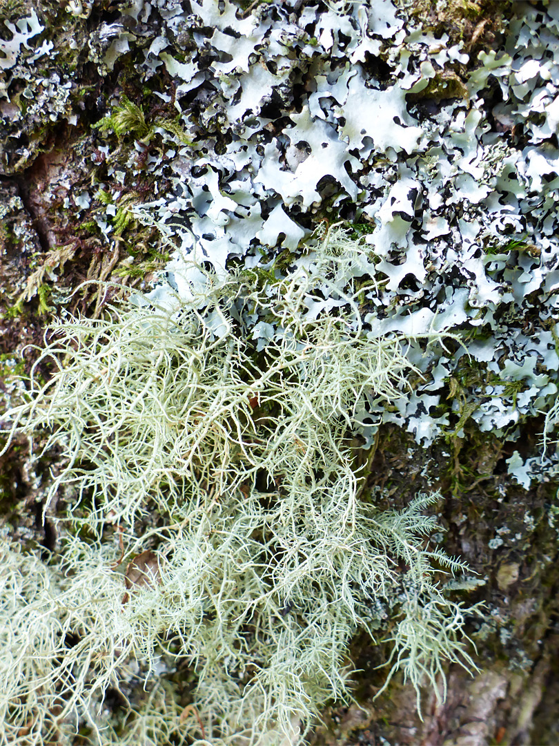 Lichens in Blackator Copse