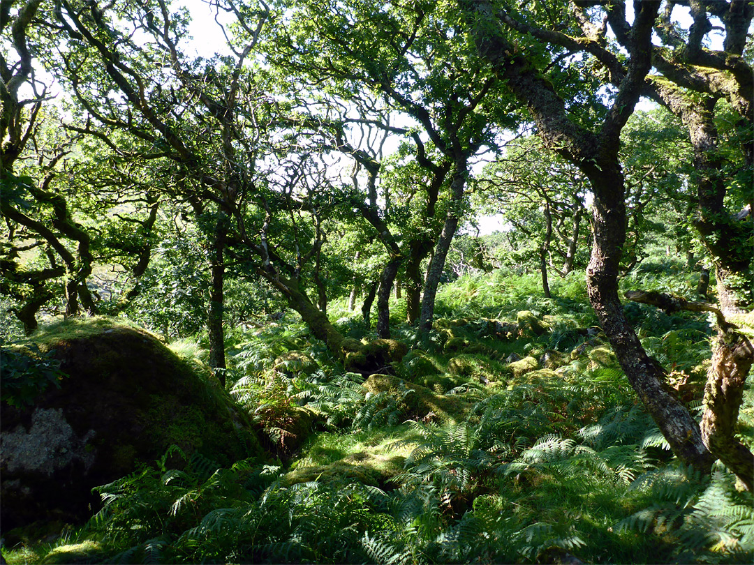 Oak trees