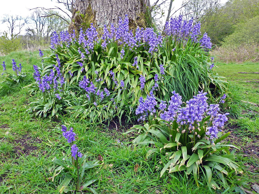 Bluebells