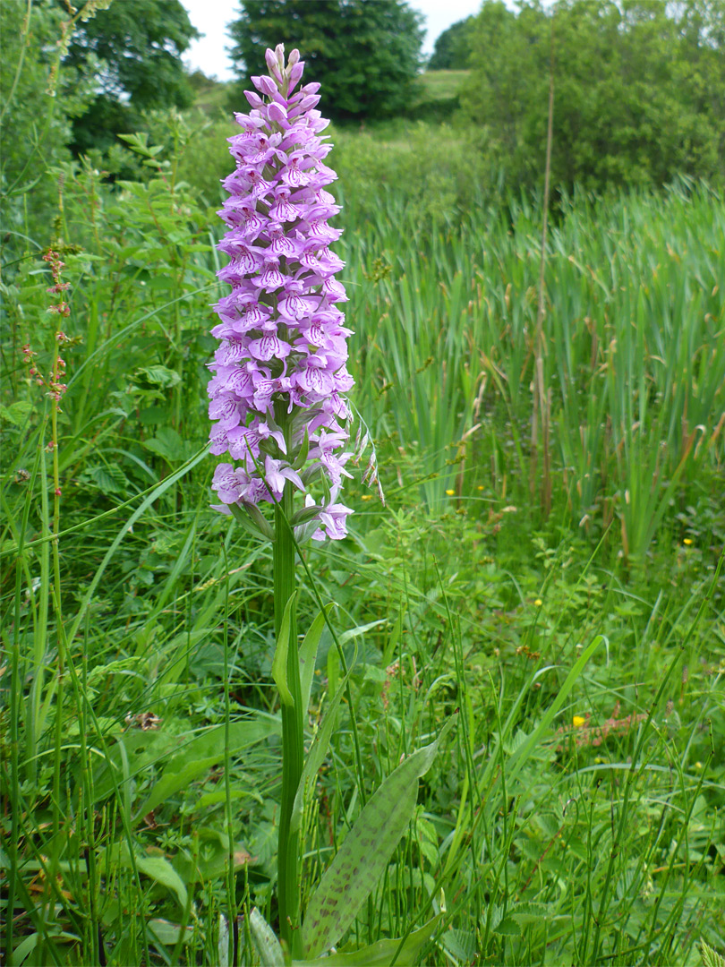 Heath spotted orchid