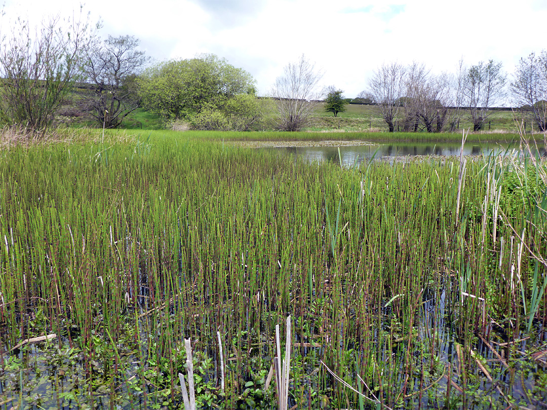 Horsetail