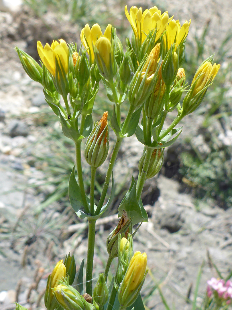 Flowers and bracts