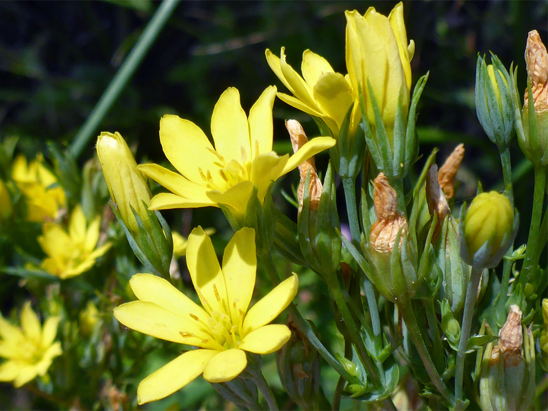 Buds and flowers