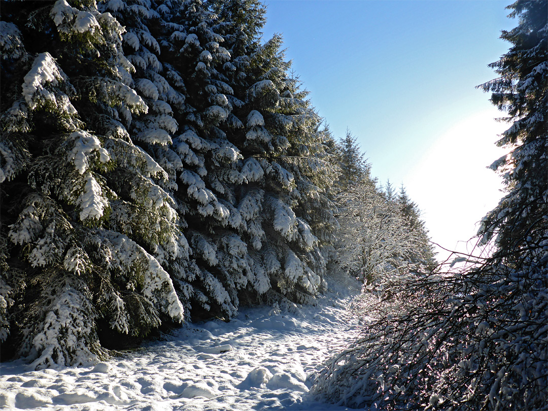 Gap in the forest