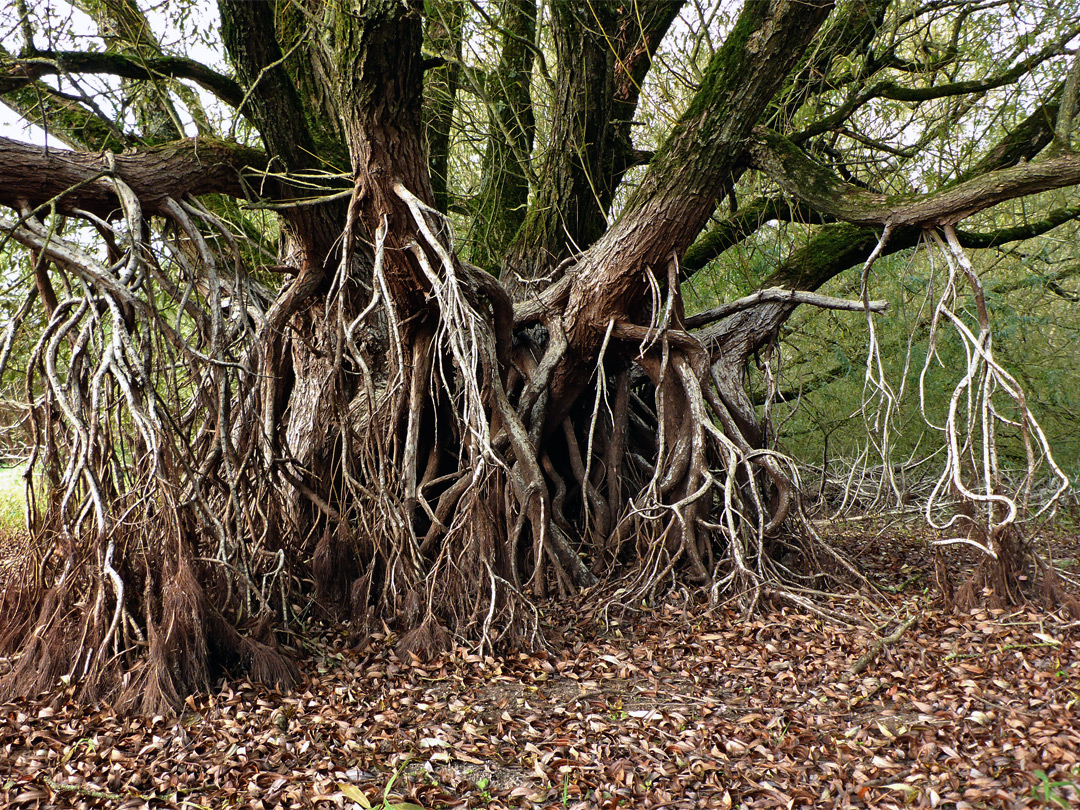 Roots and branches