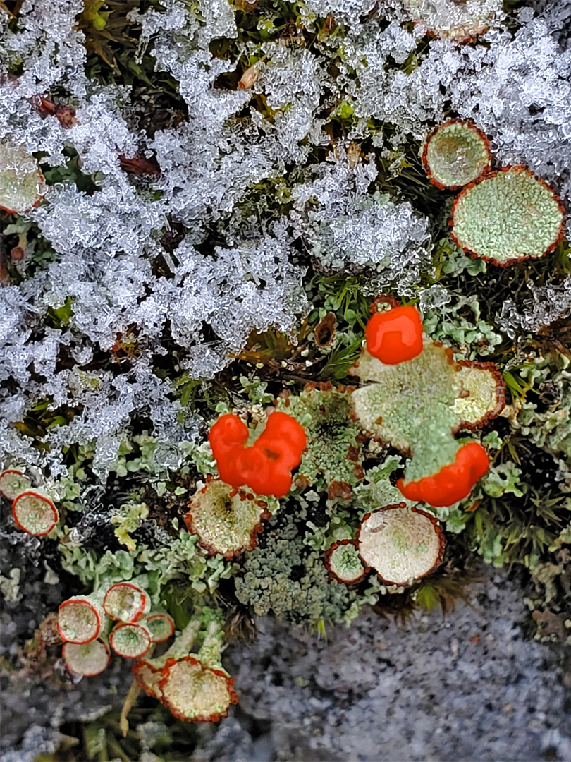 Red-fruited pixie-cup lichen