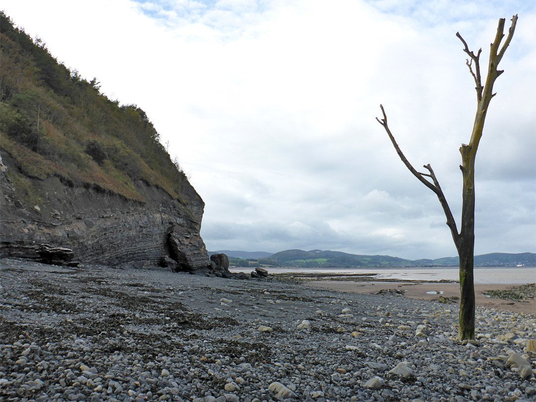 Lone tree