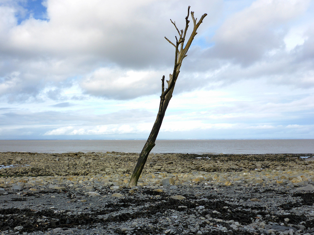 Leaning tree