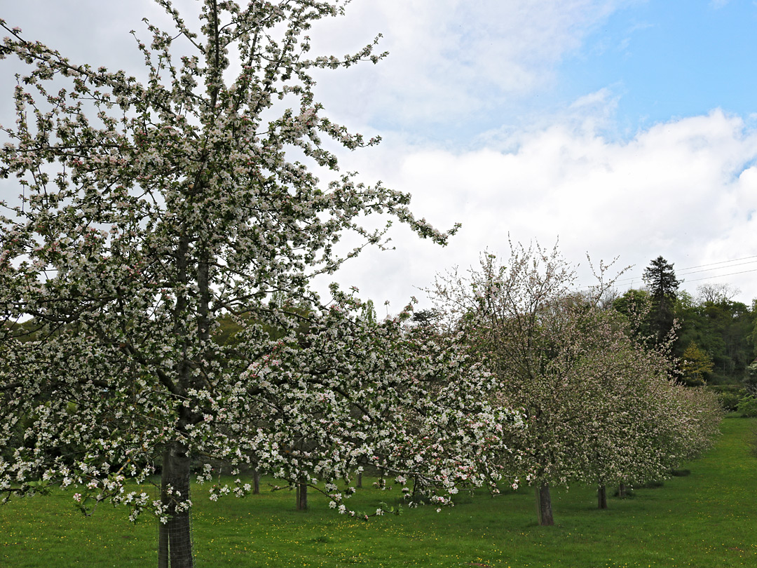 Orchard