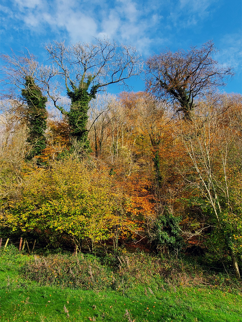 Boisley Wood