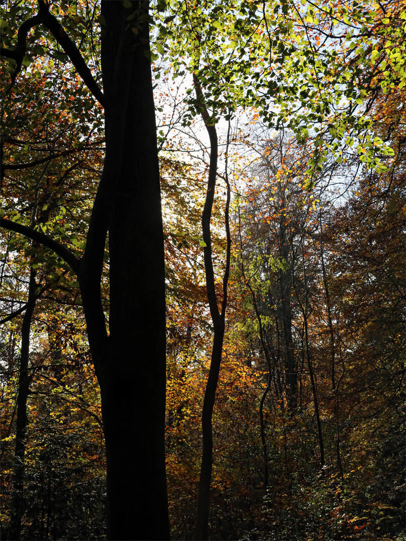 Shadowy leaves