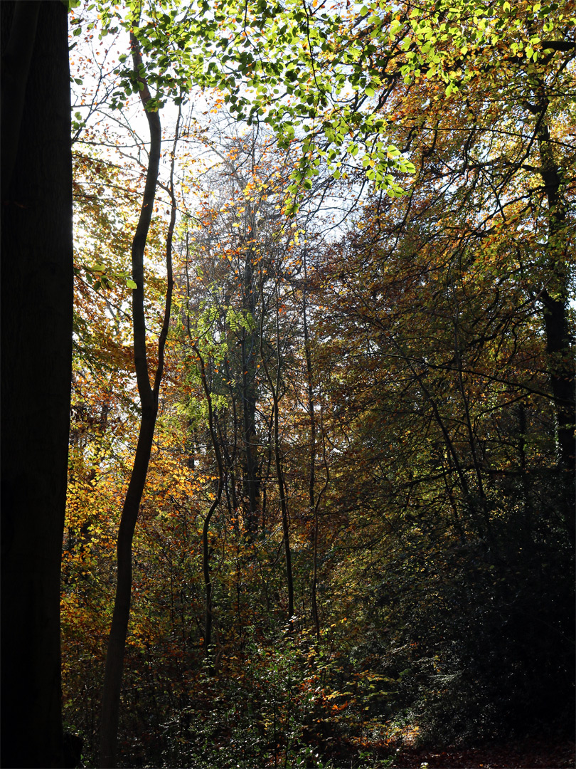 Autumnal woodland