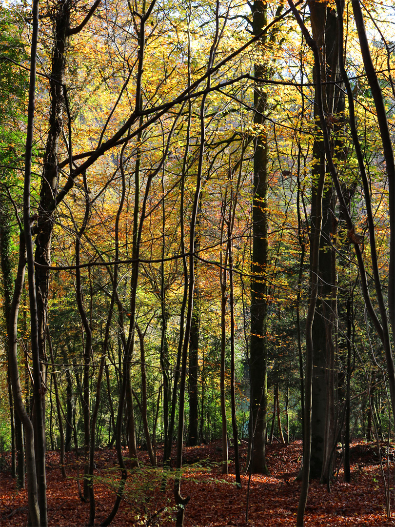 Beech trees