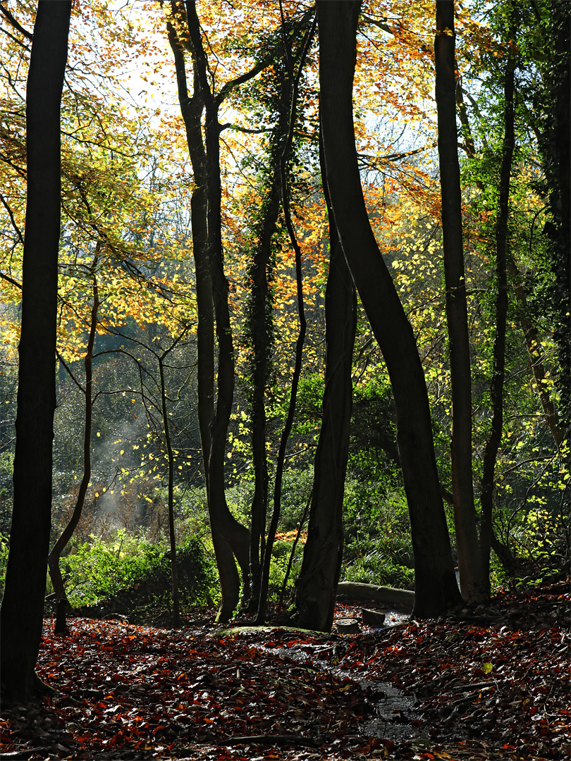 Tree trunks and leaves