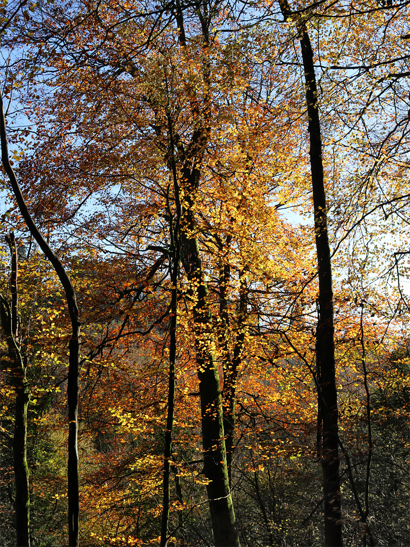 Reddish leaves