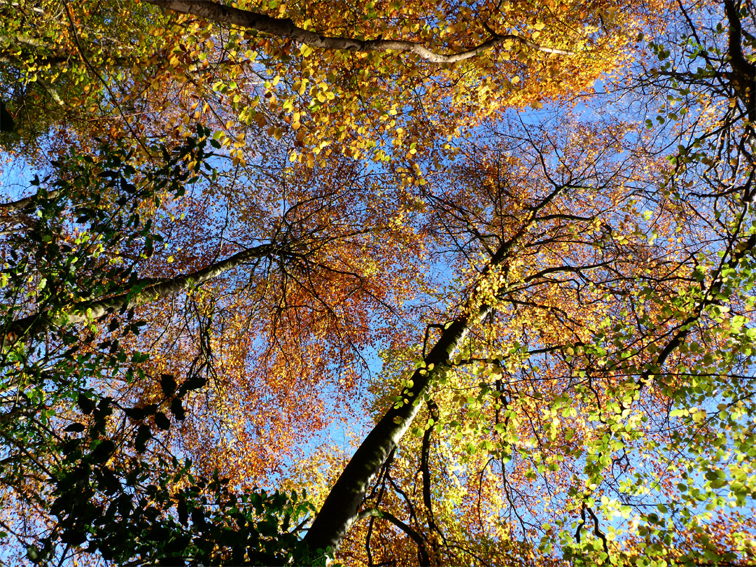 Beech trees in autumn