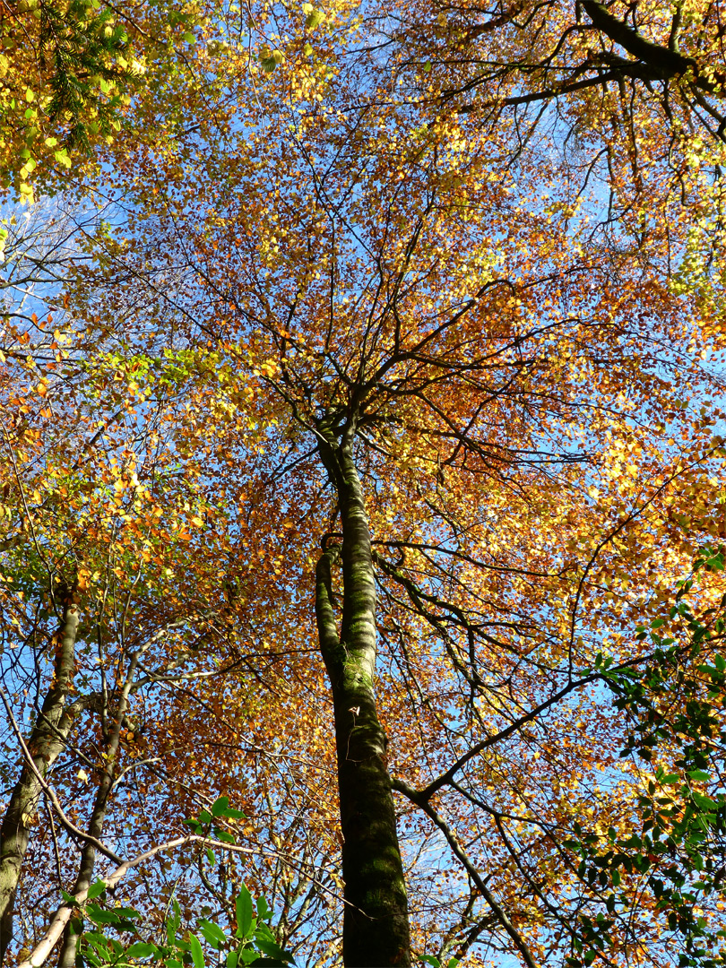 Colourful leaves