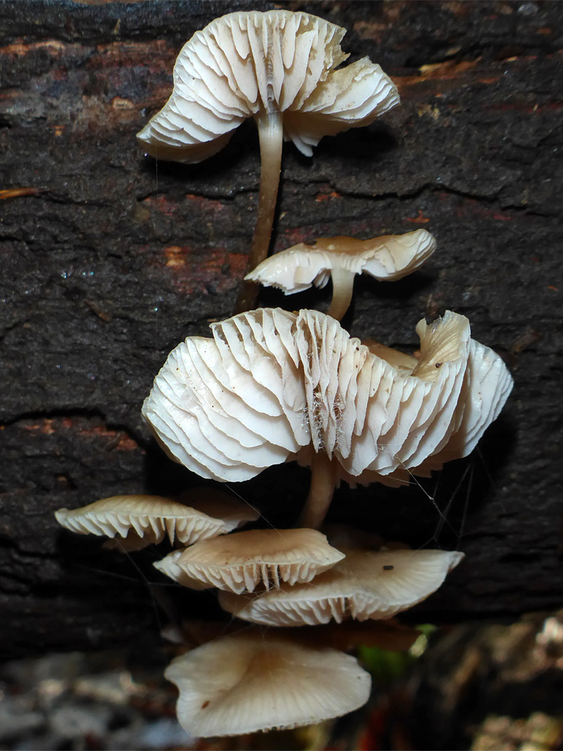 Common bonnet - gills