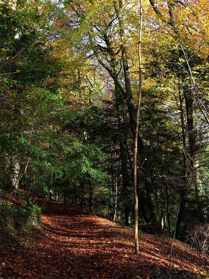 Leaves on a path