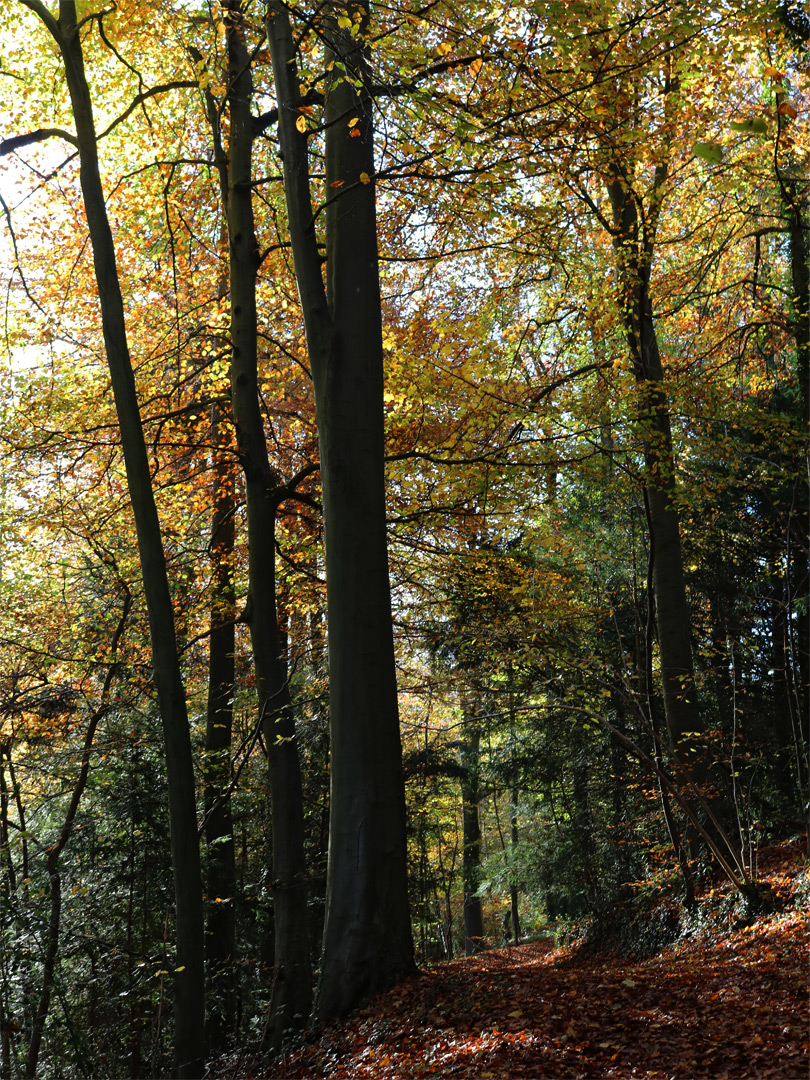 Trees beside a path