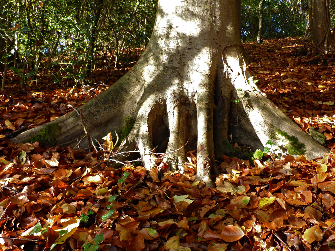 Tree roots