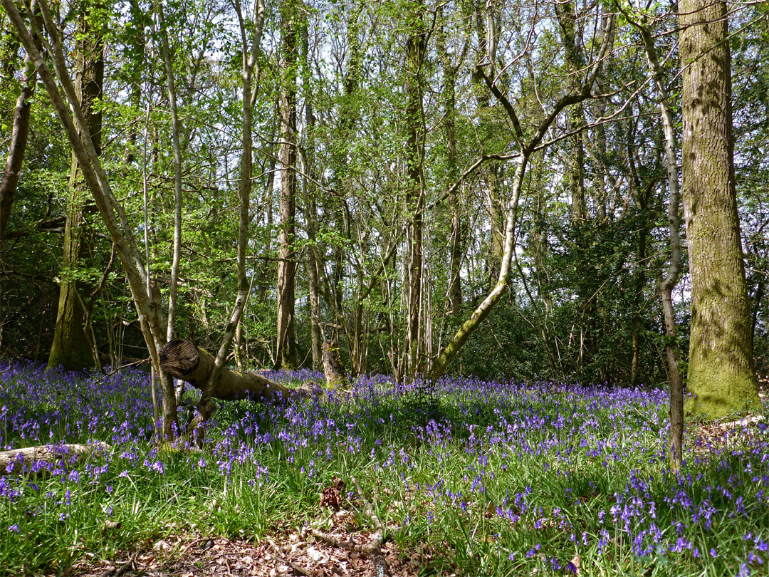 Trees and bluebells