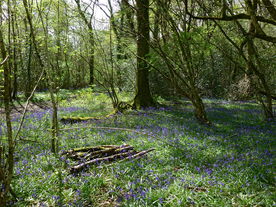 Bluebells beside a path