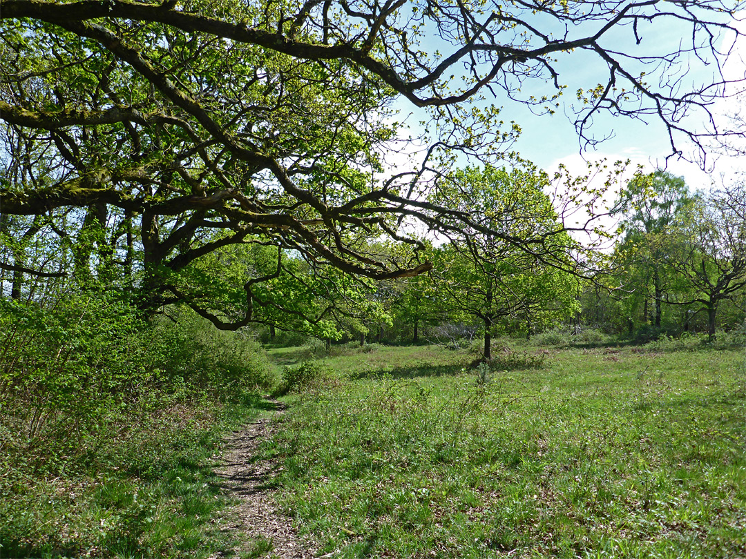 Grassy clearing