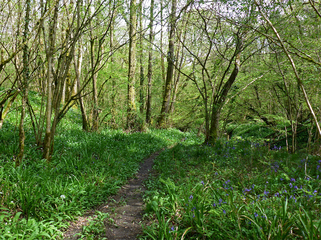 Path through wild garlic