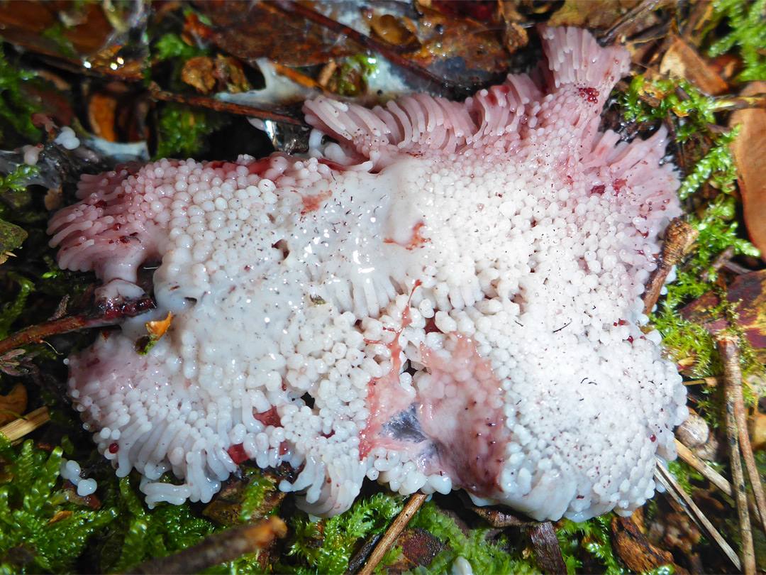 White slime mold