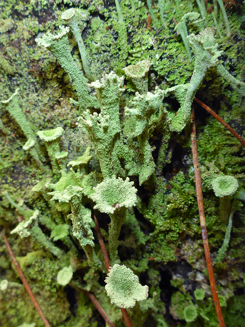 Trumpet lichen