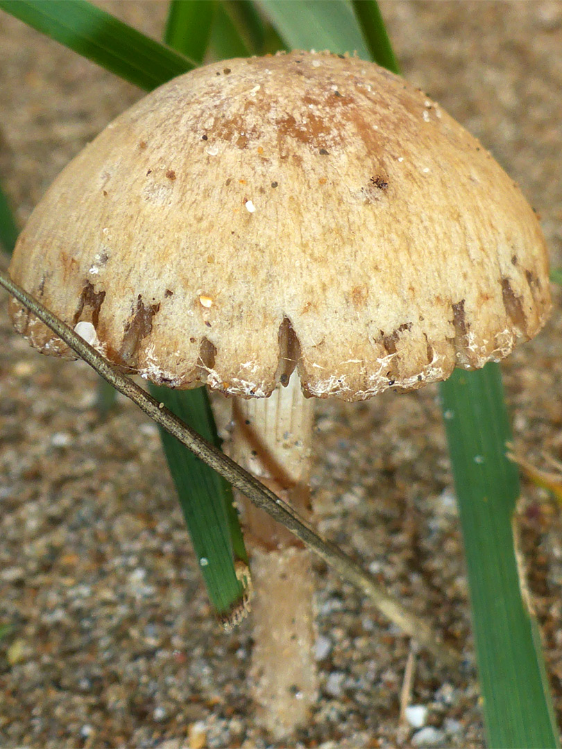 Beach brittlestem