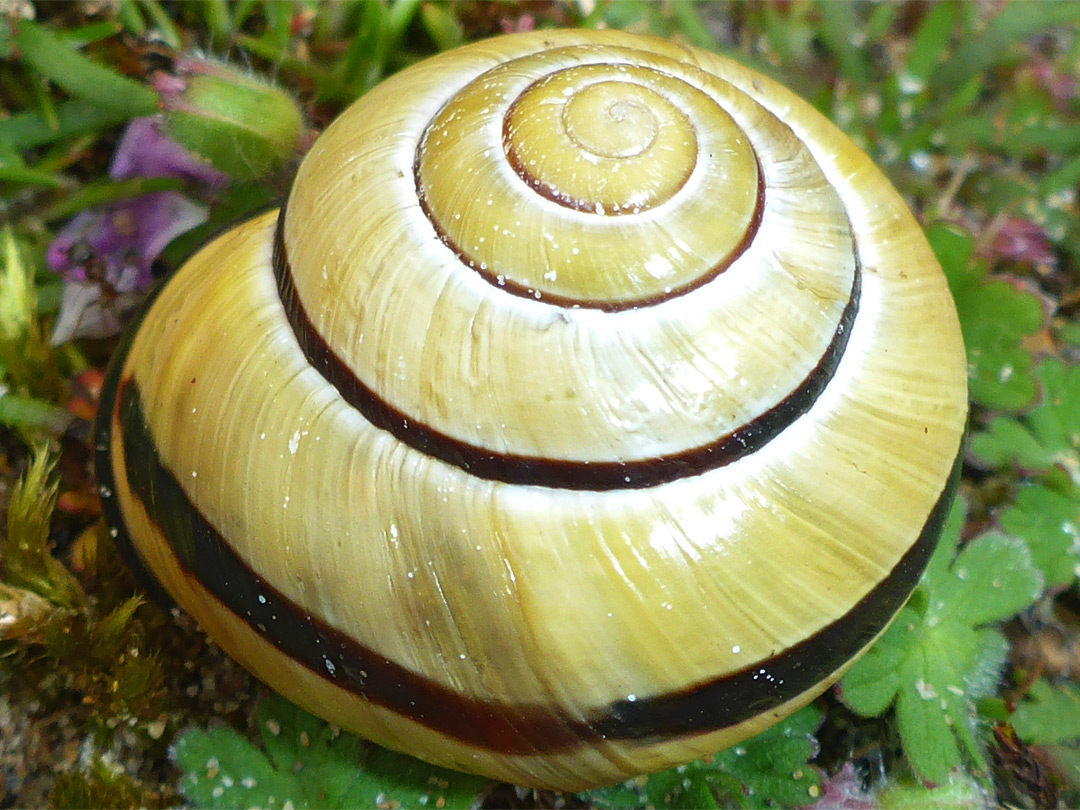 Brown-lipped snail