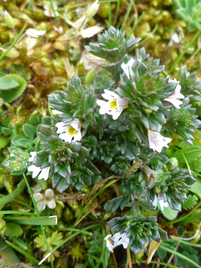 Western eyebright