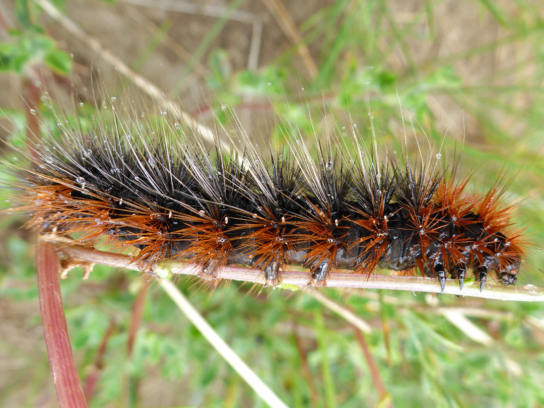 Caterpillar