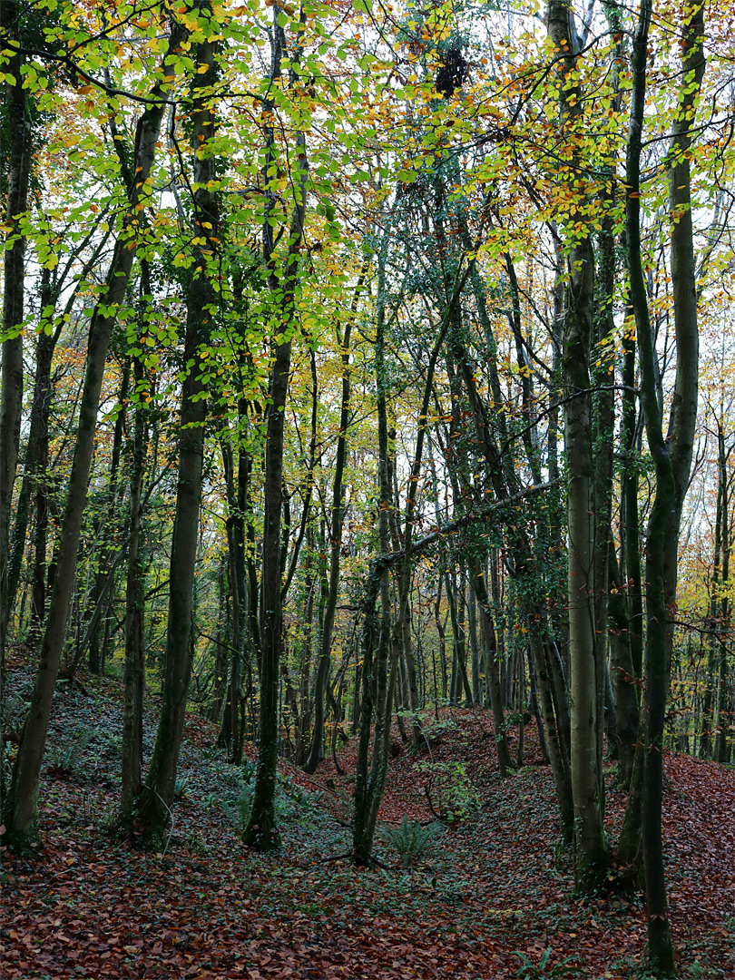 Tall, narrow trees