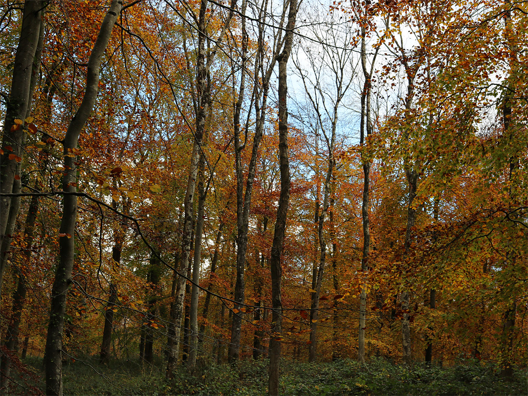 Red-orange leaves