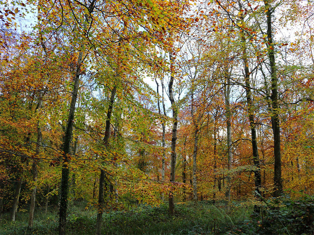 Beech trees