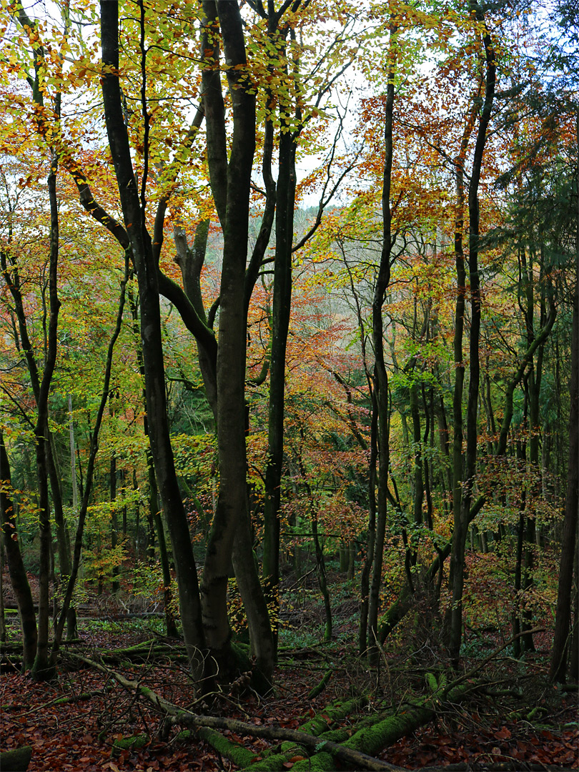 Moss-covered logs